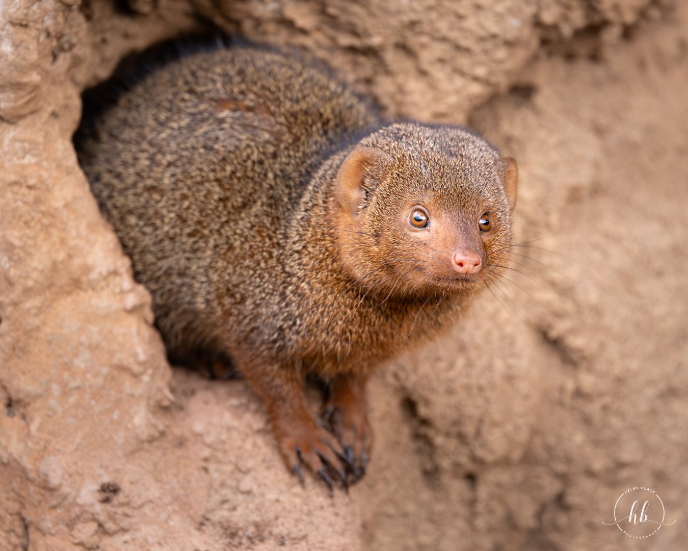 Dwarf Mongoose / Paignton / 15-3-24