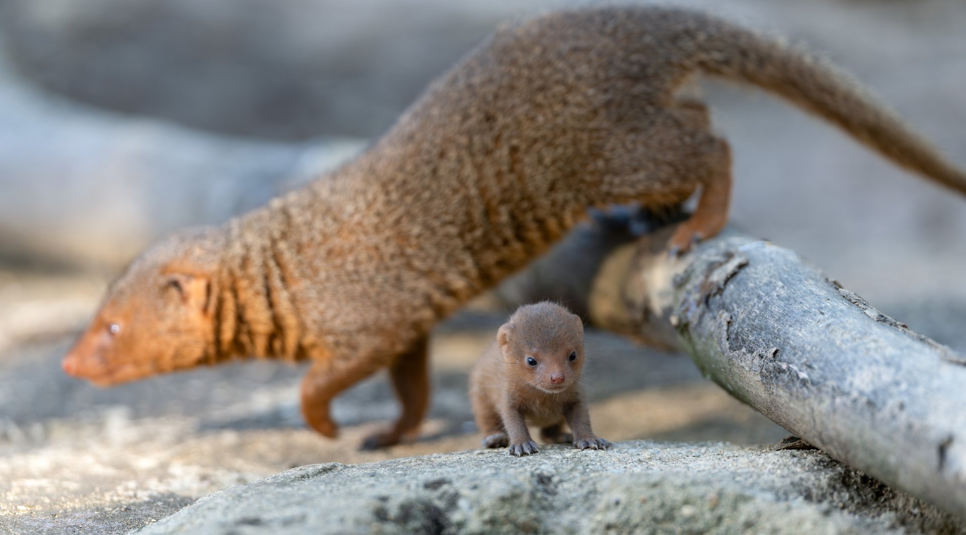Dwarf Mongoose pup, CWP, UK