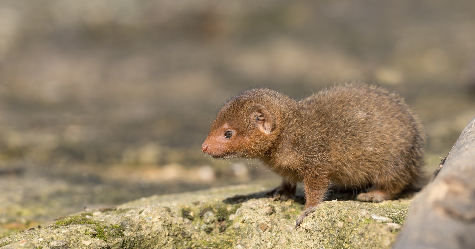 Dwarf mongoose pup, CWP, UK