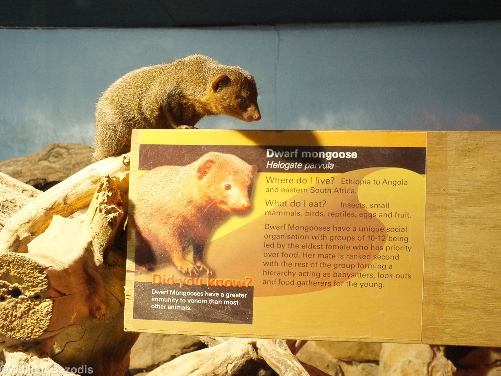 Dwarf Mongoose Reads About Itself