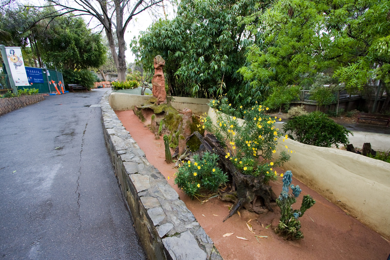 Dwarf Mongoose - Sep 2008