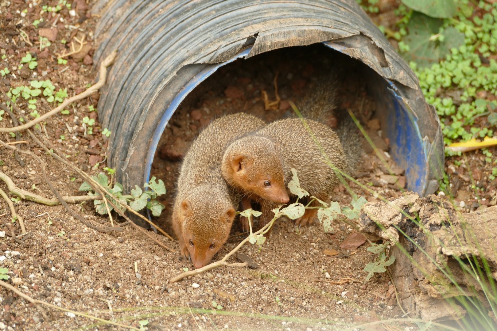 Dwarf Mongoose, September 2022