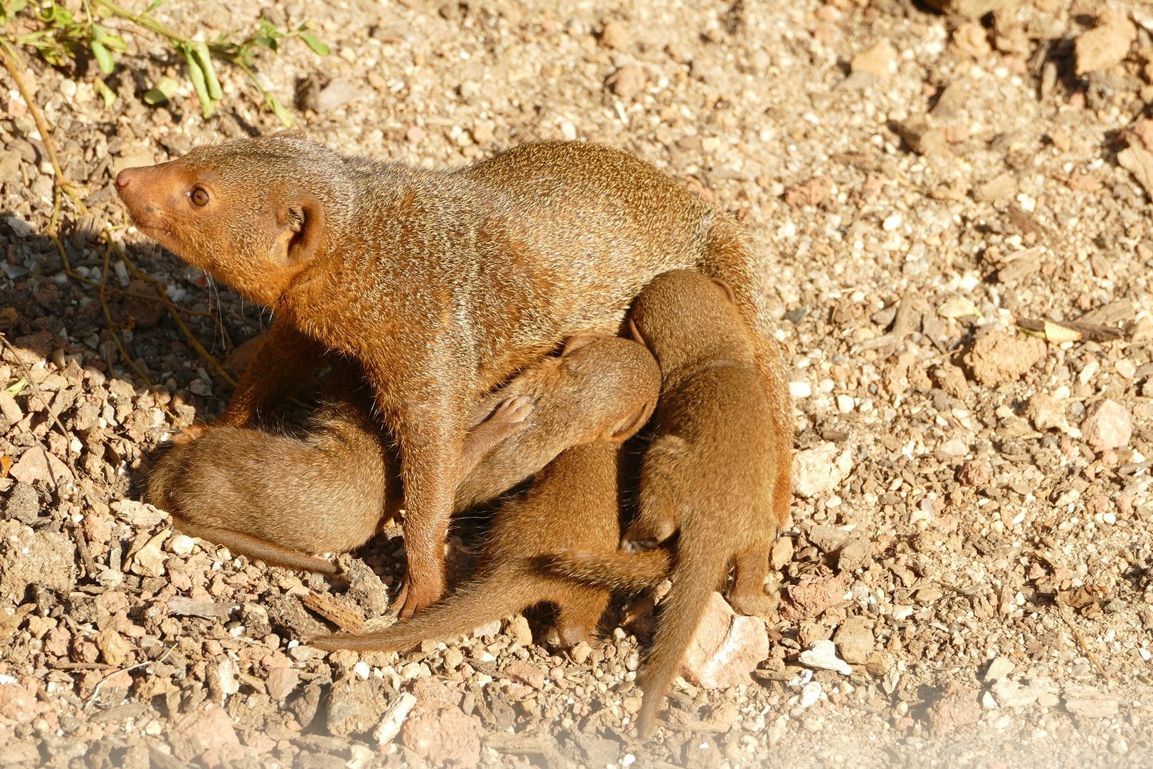 Dwarf Mongoose, September 2022