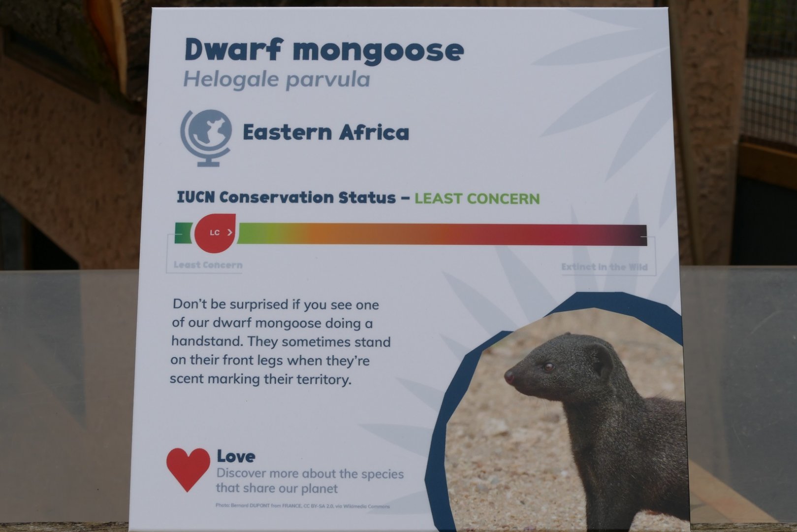Dwarf Mongoose sign, March 2022