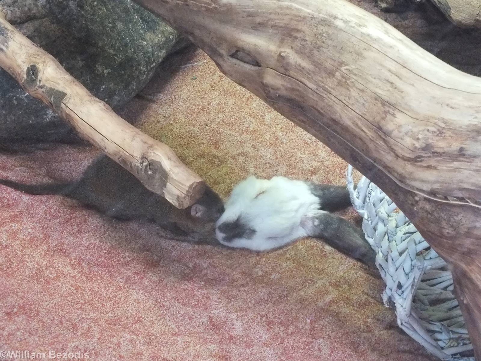 Dwarf Mongoose Tackling Large Rabbit Head