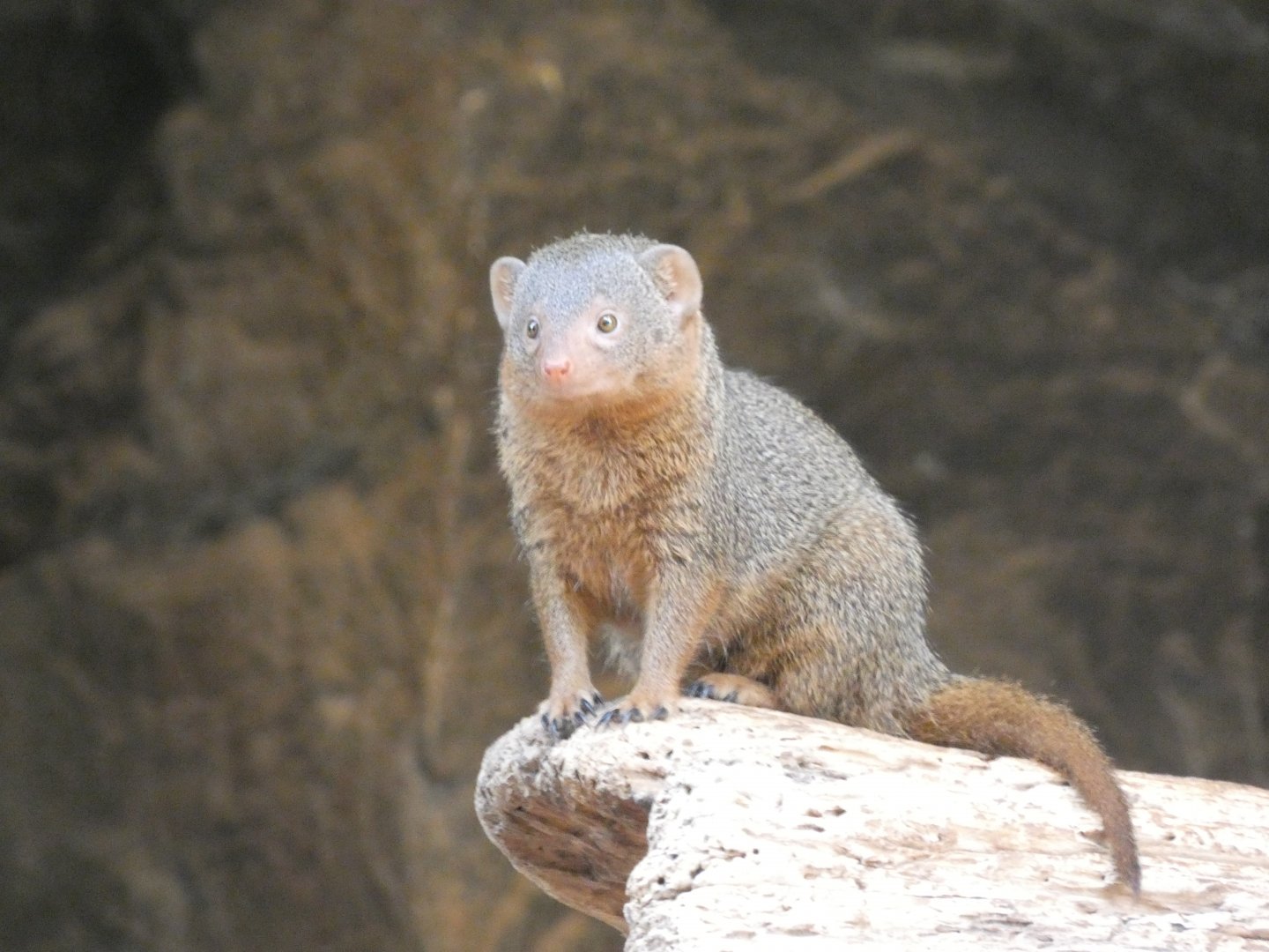Dwarf Mongoose, The Namib Desert, Desert Dome - Jun. 2021