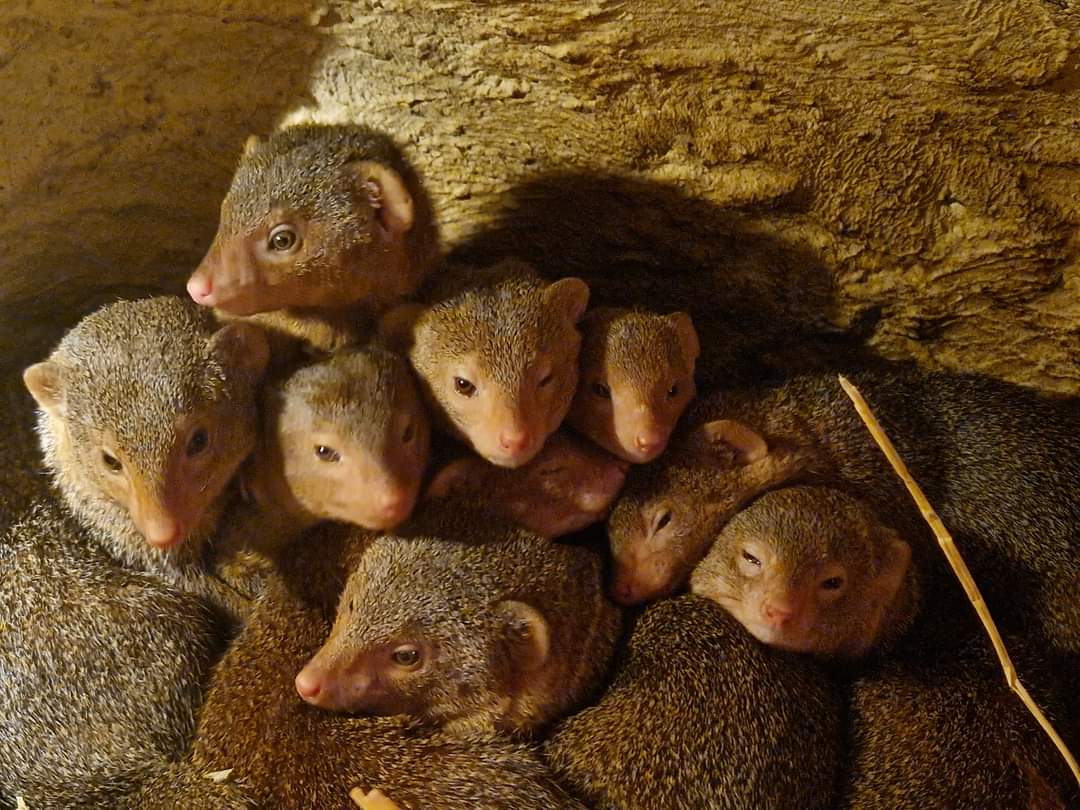 Dwarf Mongoose underground viewing