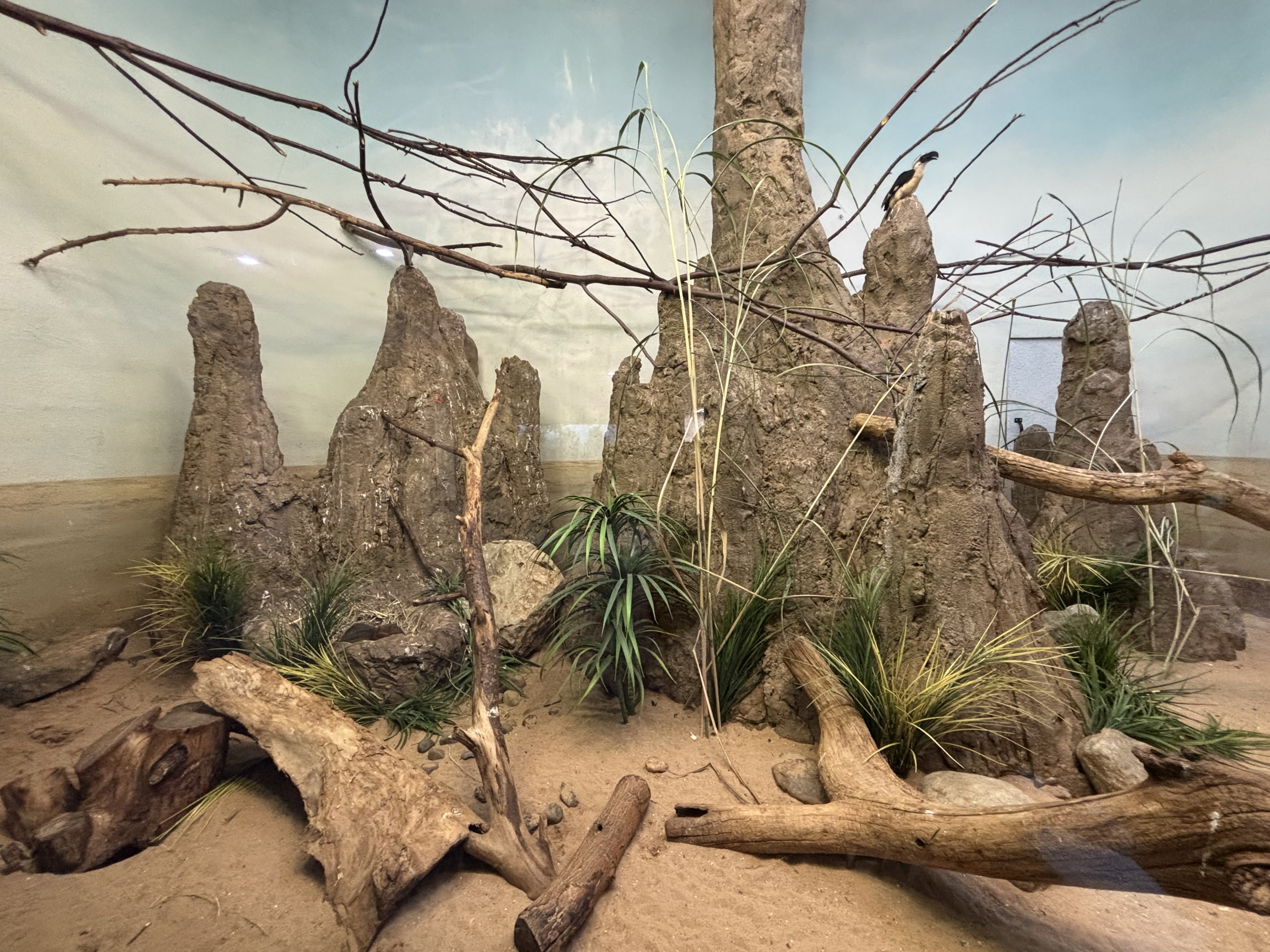 Dwarf Mongoose/Von der Decken’s Hornbill Exhibit