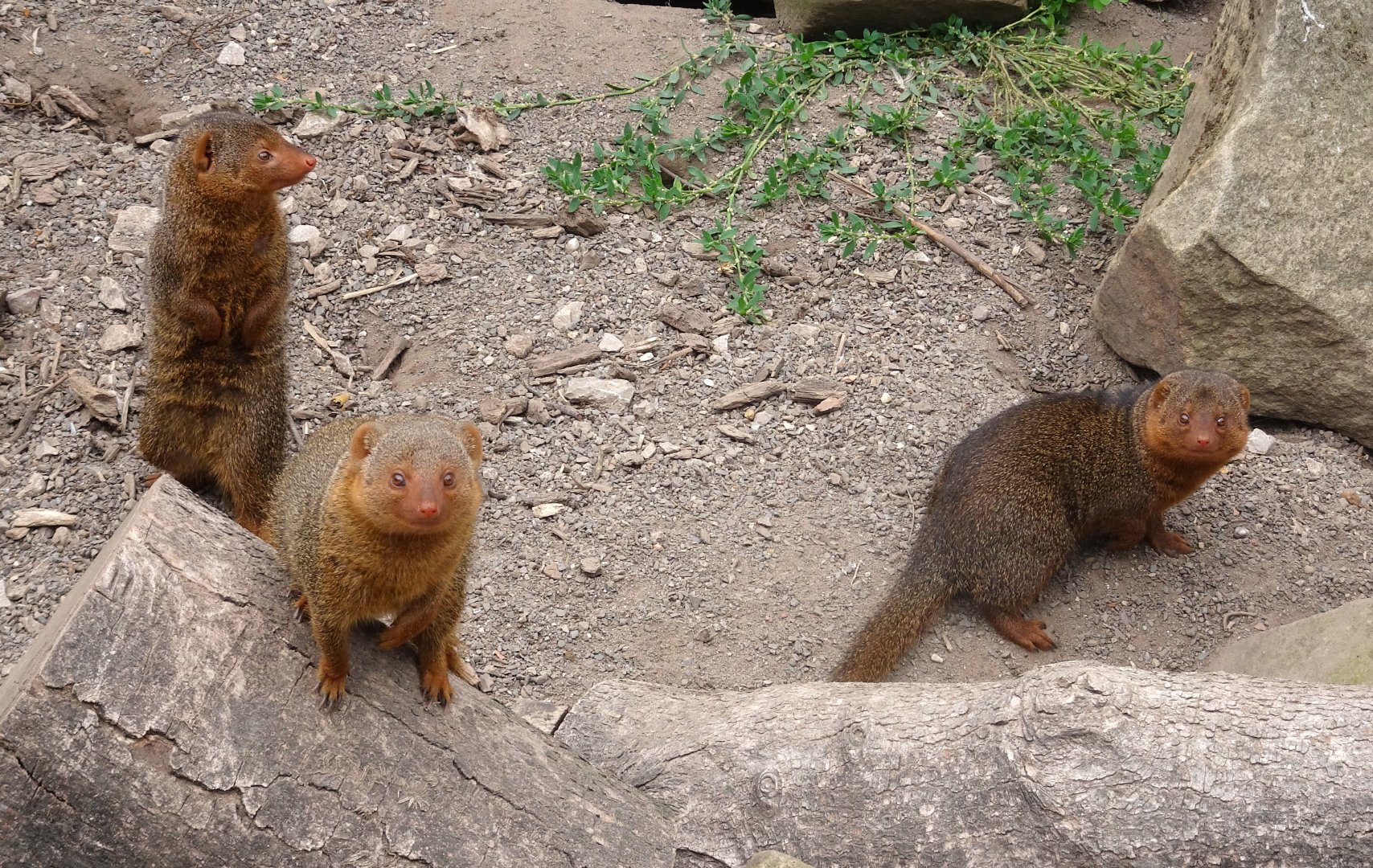 Dwarf Mongoose, Wild Discovery, 2 August 2025