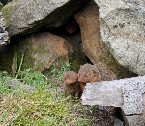 Dwarf mongoose with young