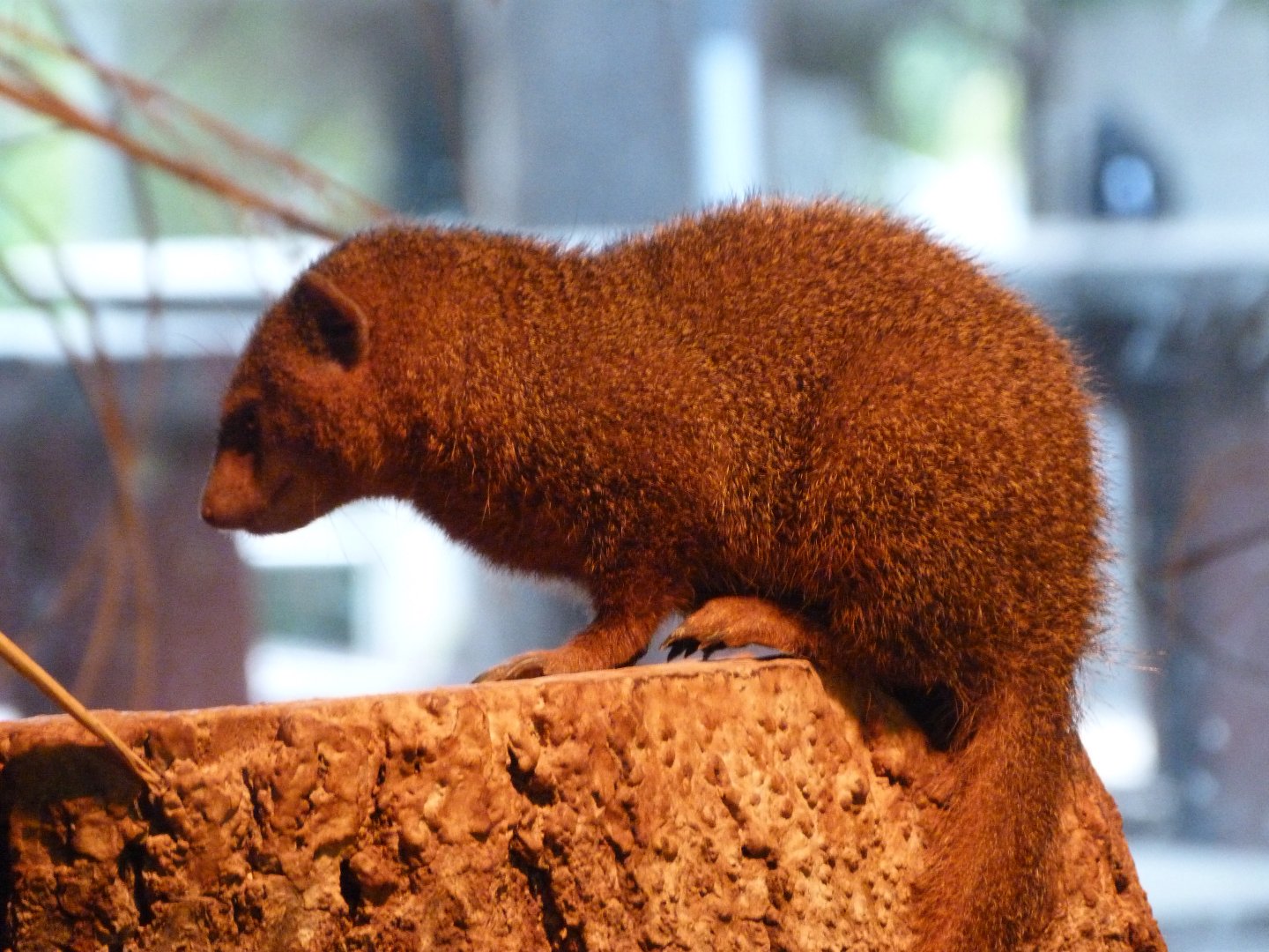 Dwarf mongoose -Zoo Praha (2025)