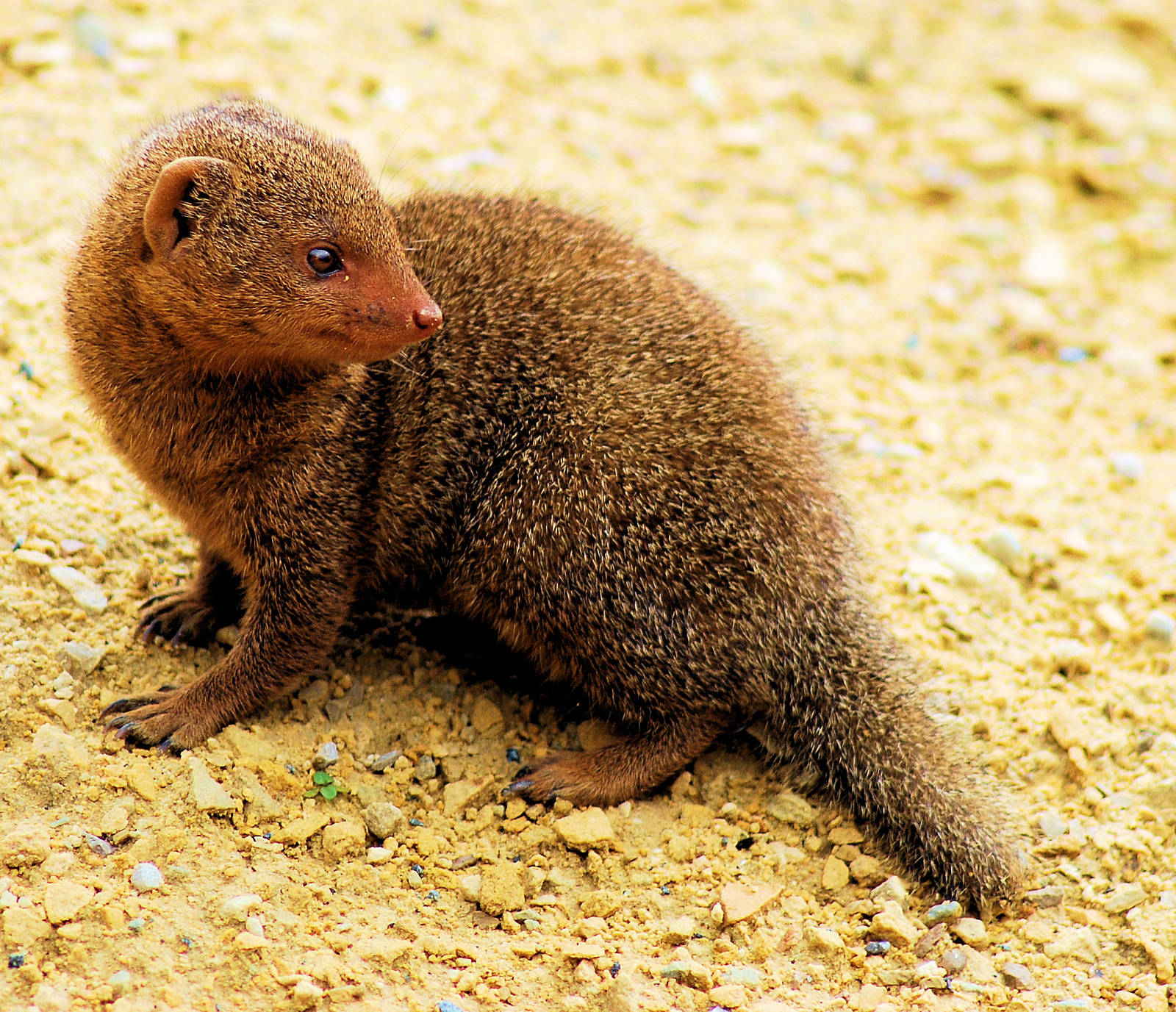 DWARF MONGOOSE