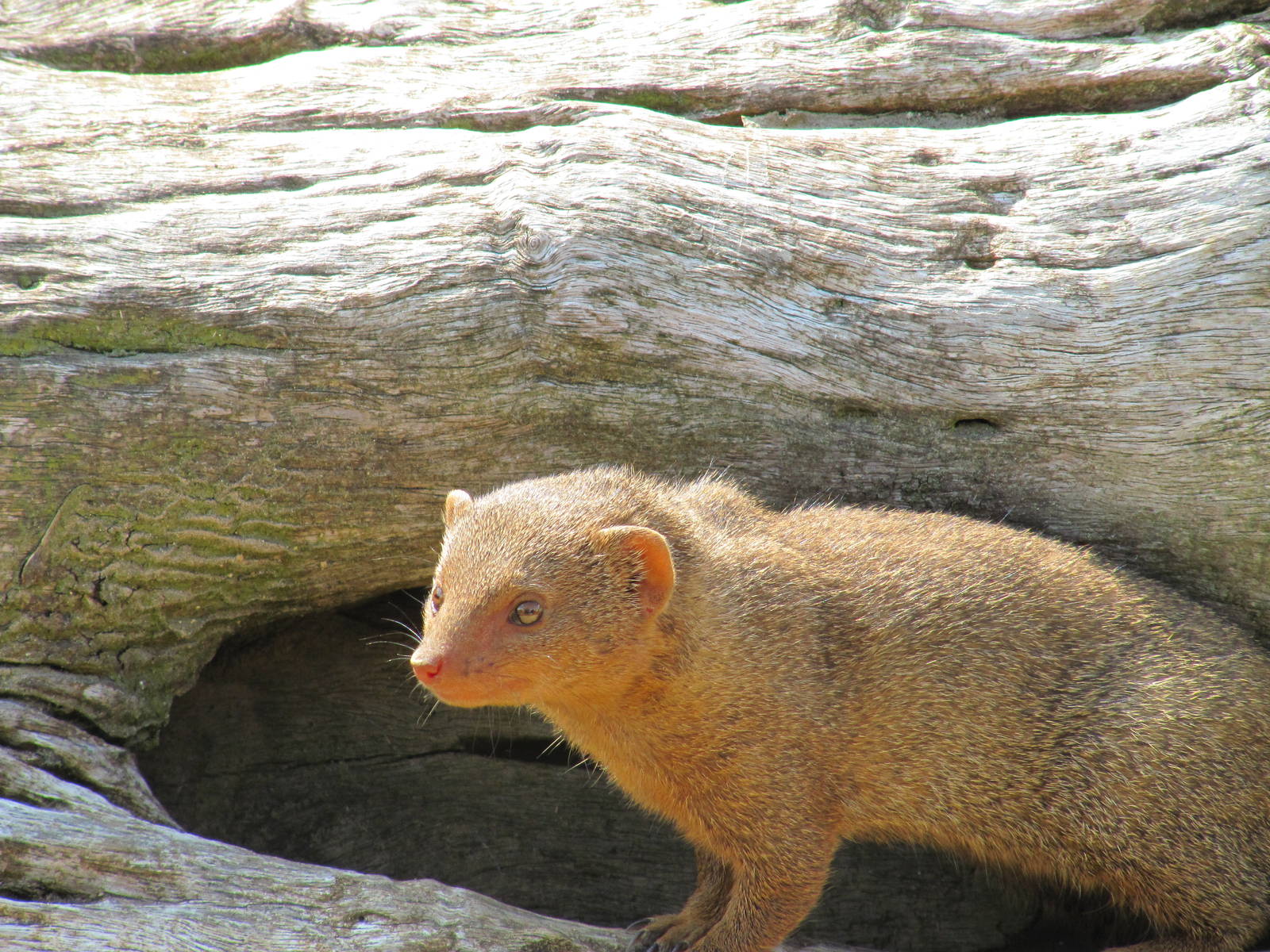 dwarf mongoose