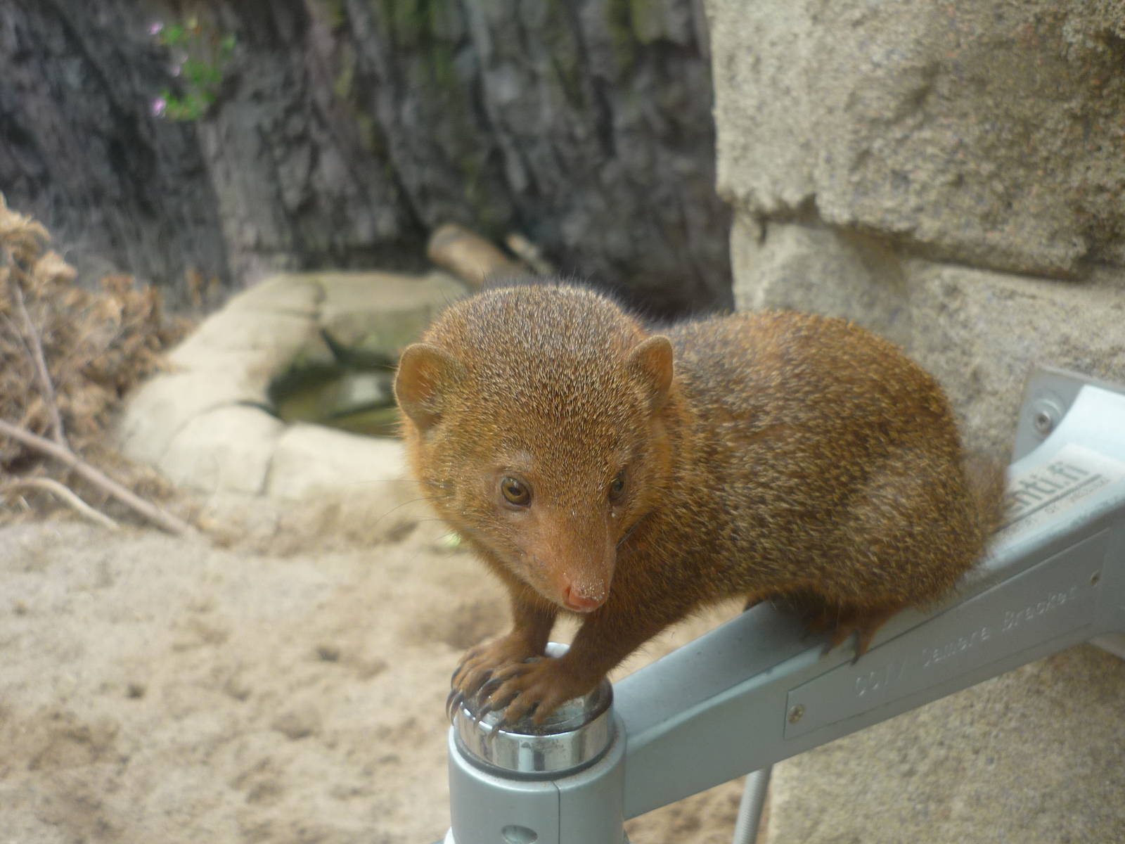 Dwarf Mongoose