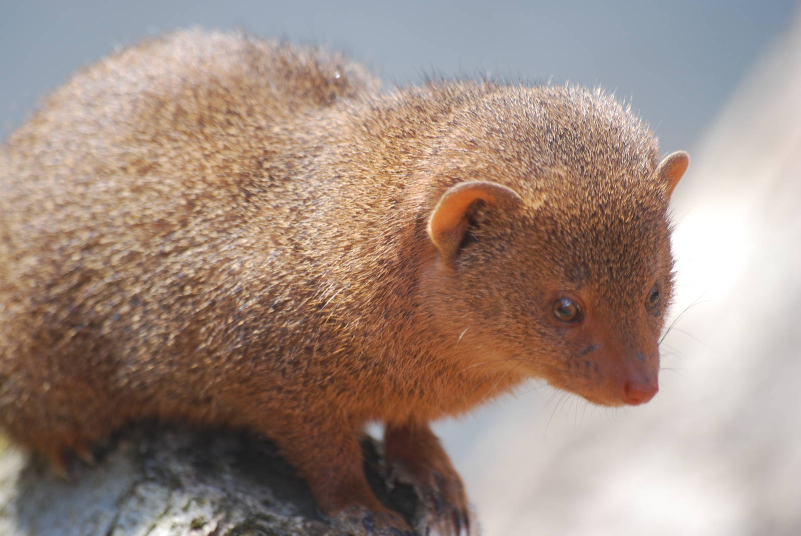 Dwarf mongoose