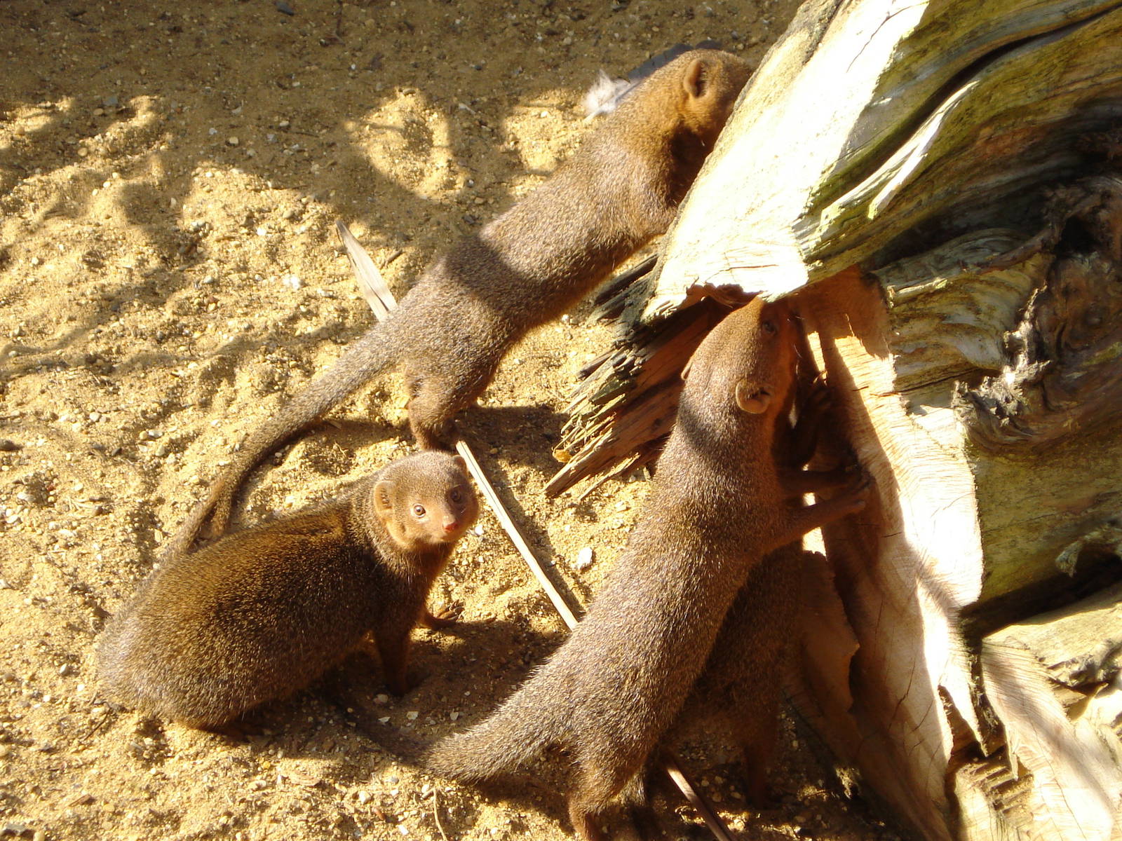 Dwarf Mongoose