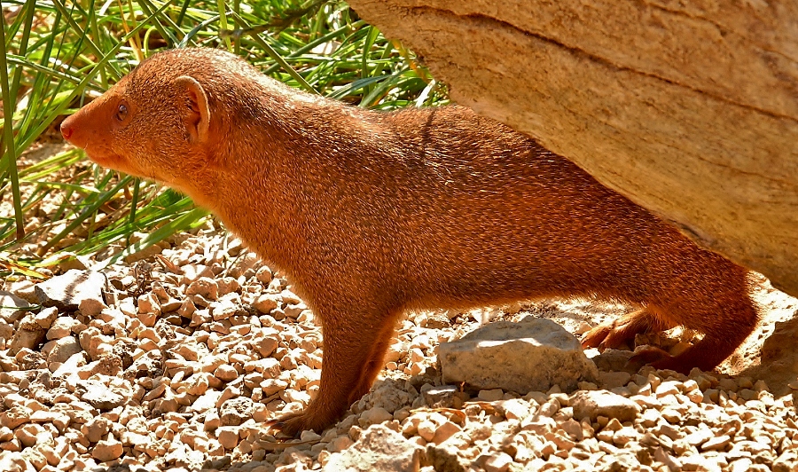 Dwarf Mongoose