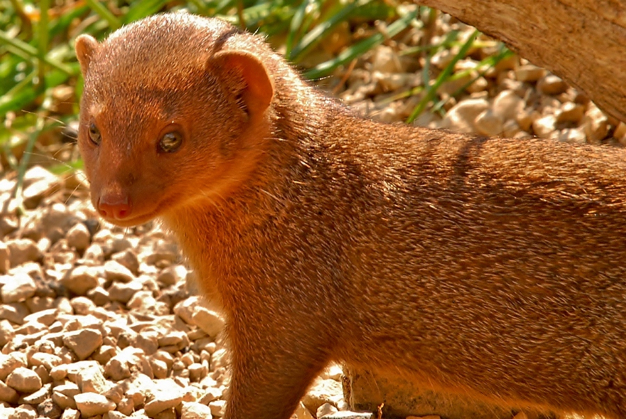 Dwarf Mongoose