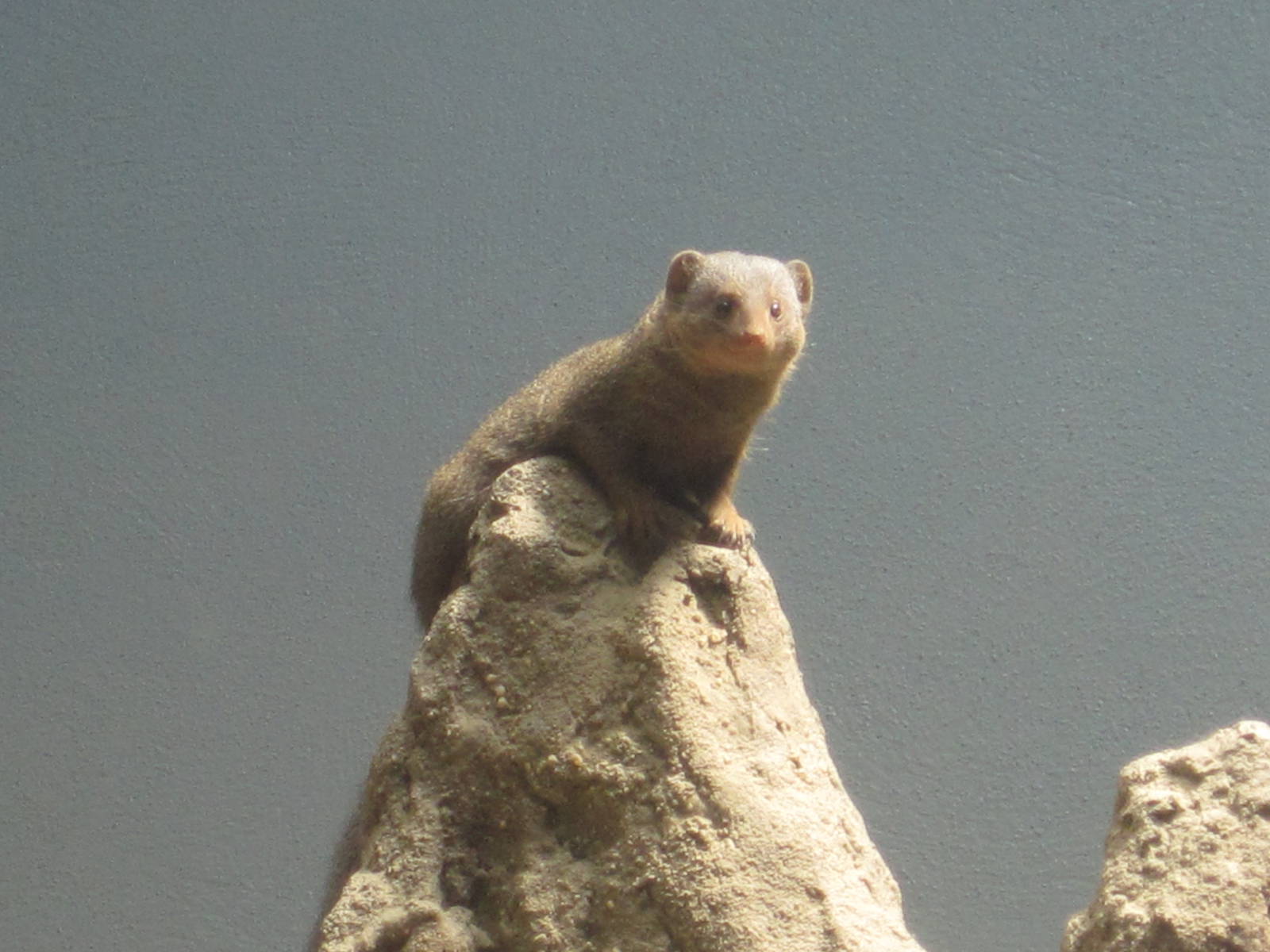 Dwarf Mongoose