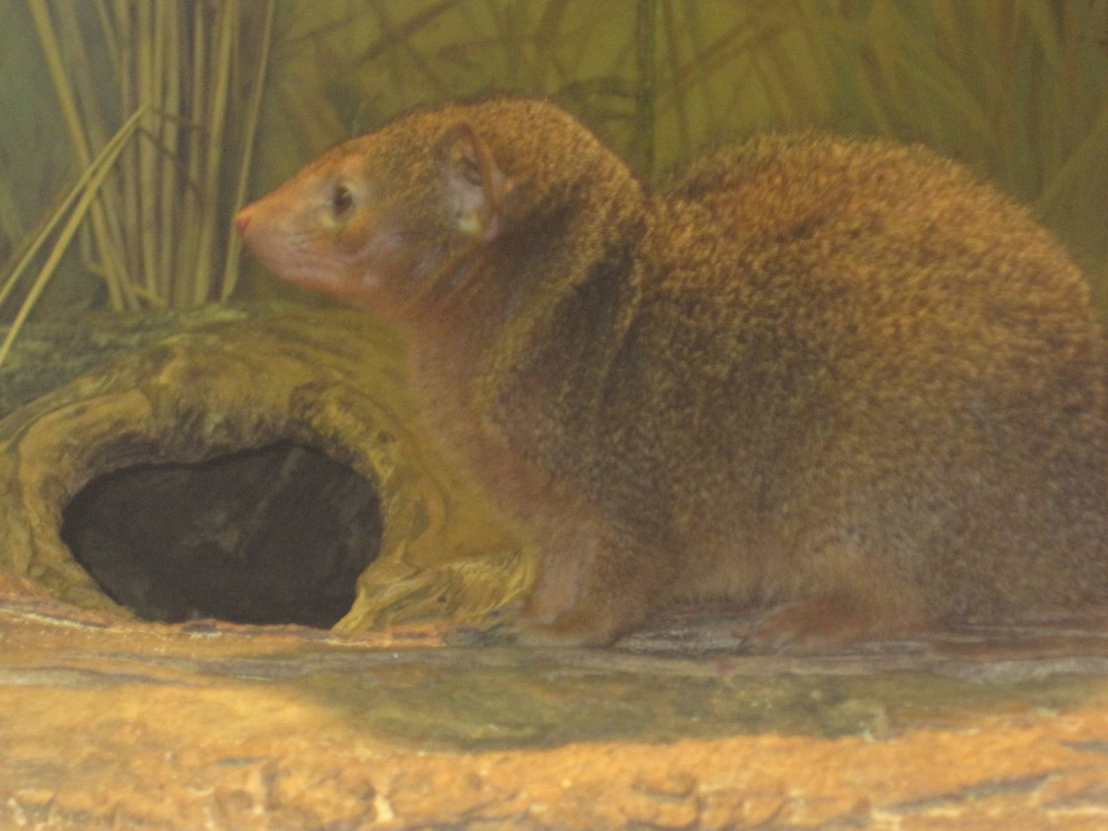 Dwarf Mongoose