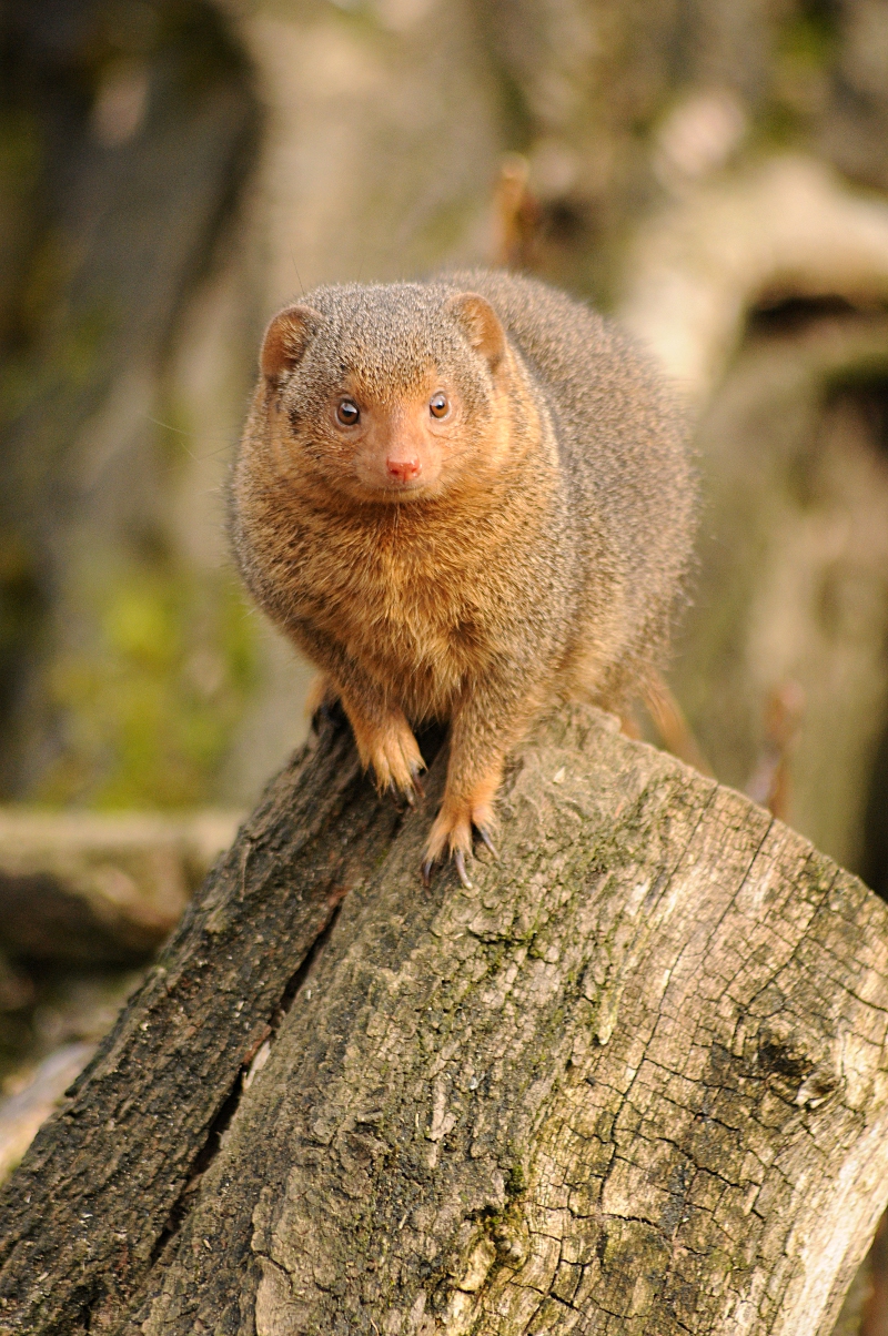 Dwarf mongoose
