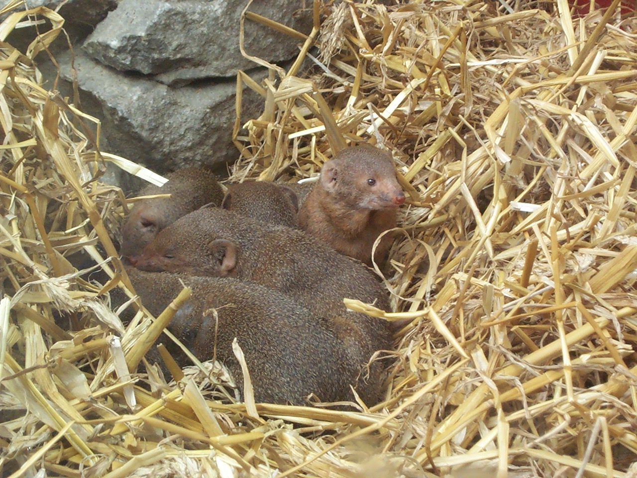 Dwarf mongoose