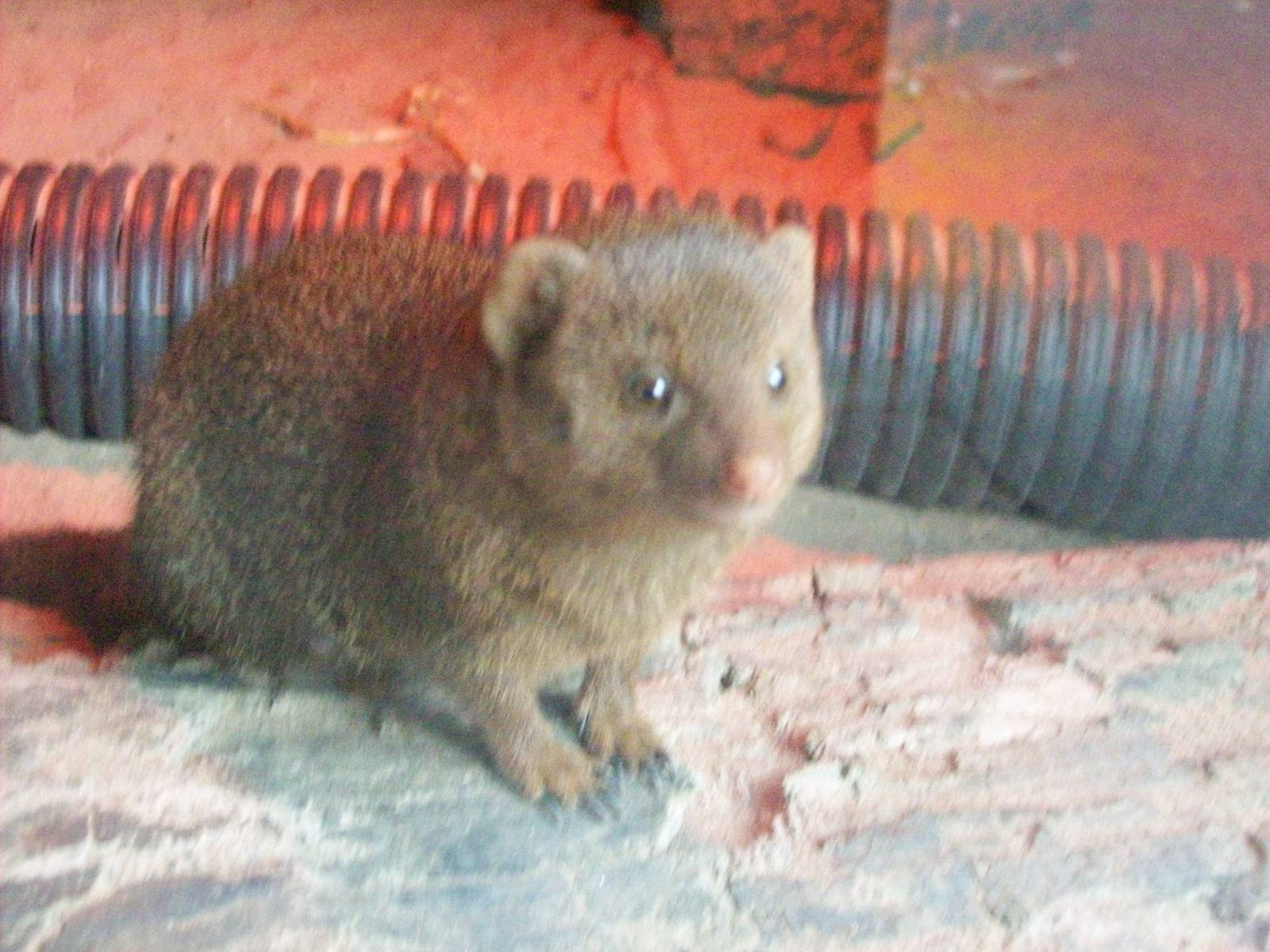 dwarf mongoose