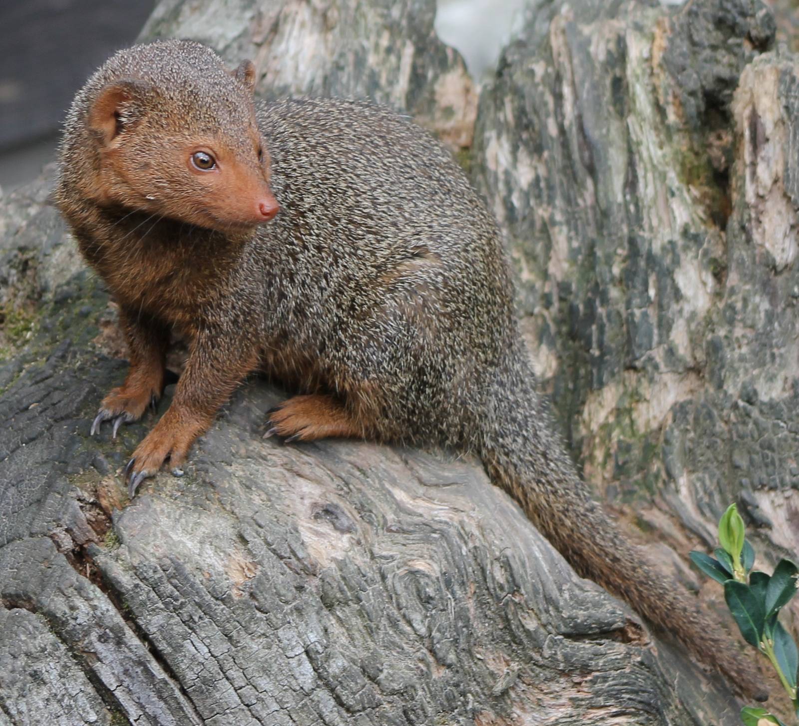 dwarf mongoose
