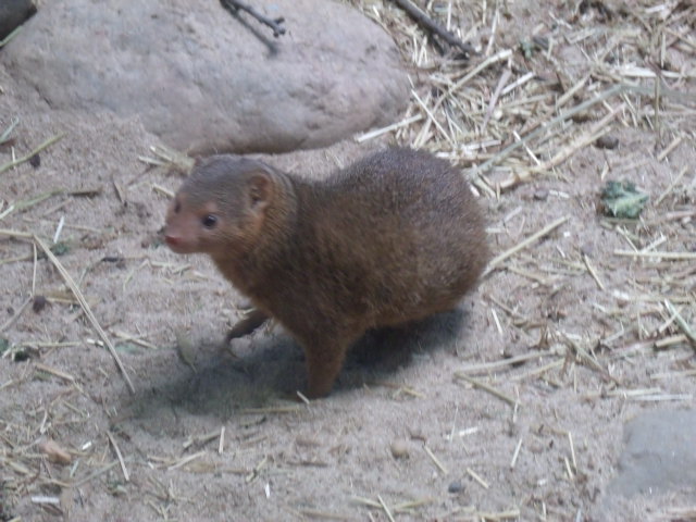 Dwarf Mongoose