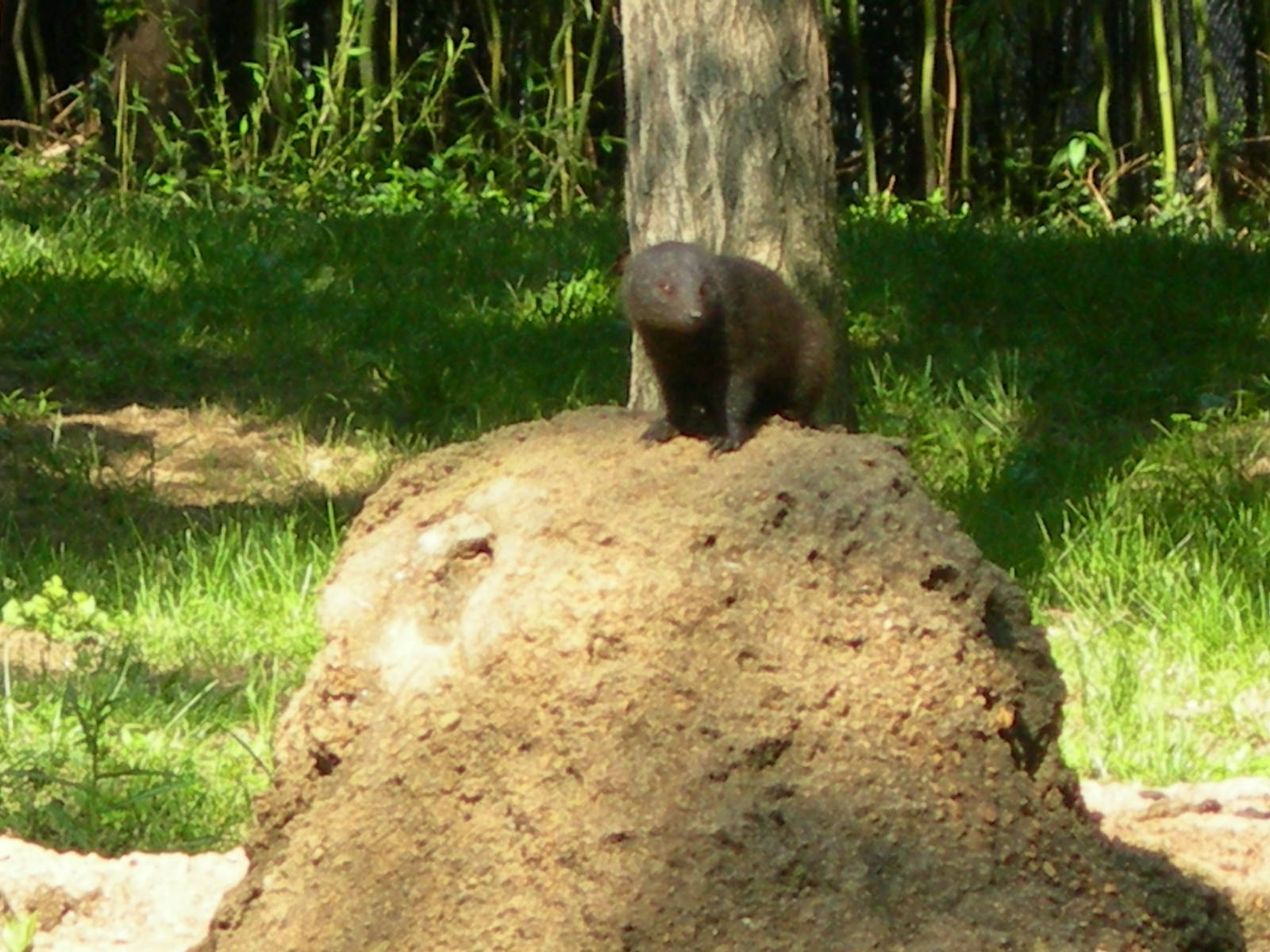 Dwarf Mongoose
