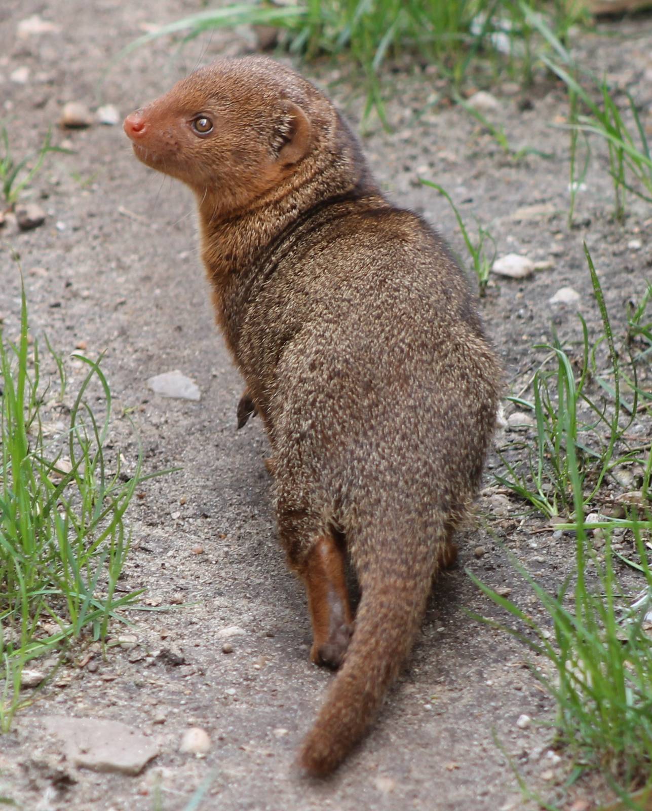Dwarf mongoose
