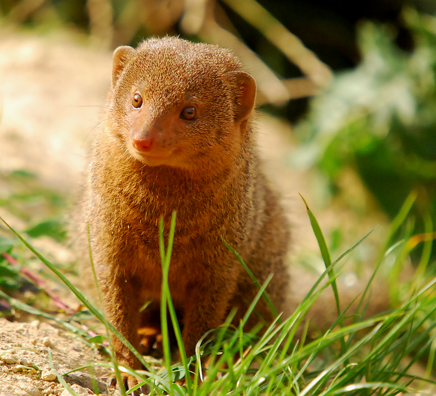 DWARF MONGOOSE