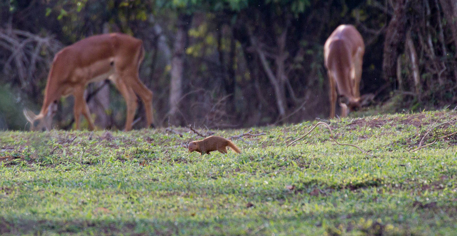 Dwarf Mongoose