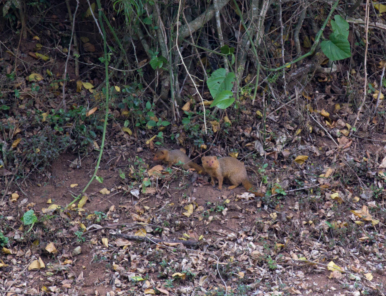 Dwarf Mongoose