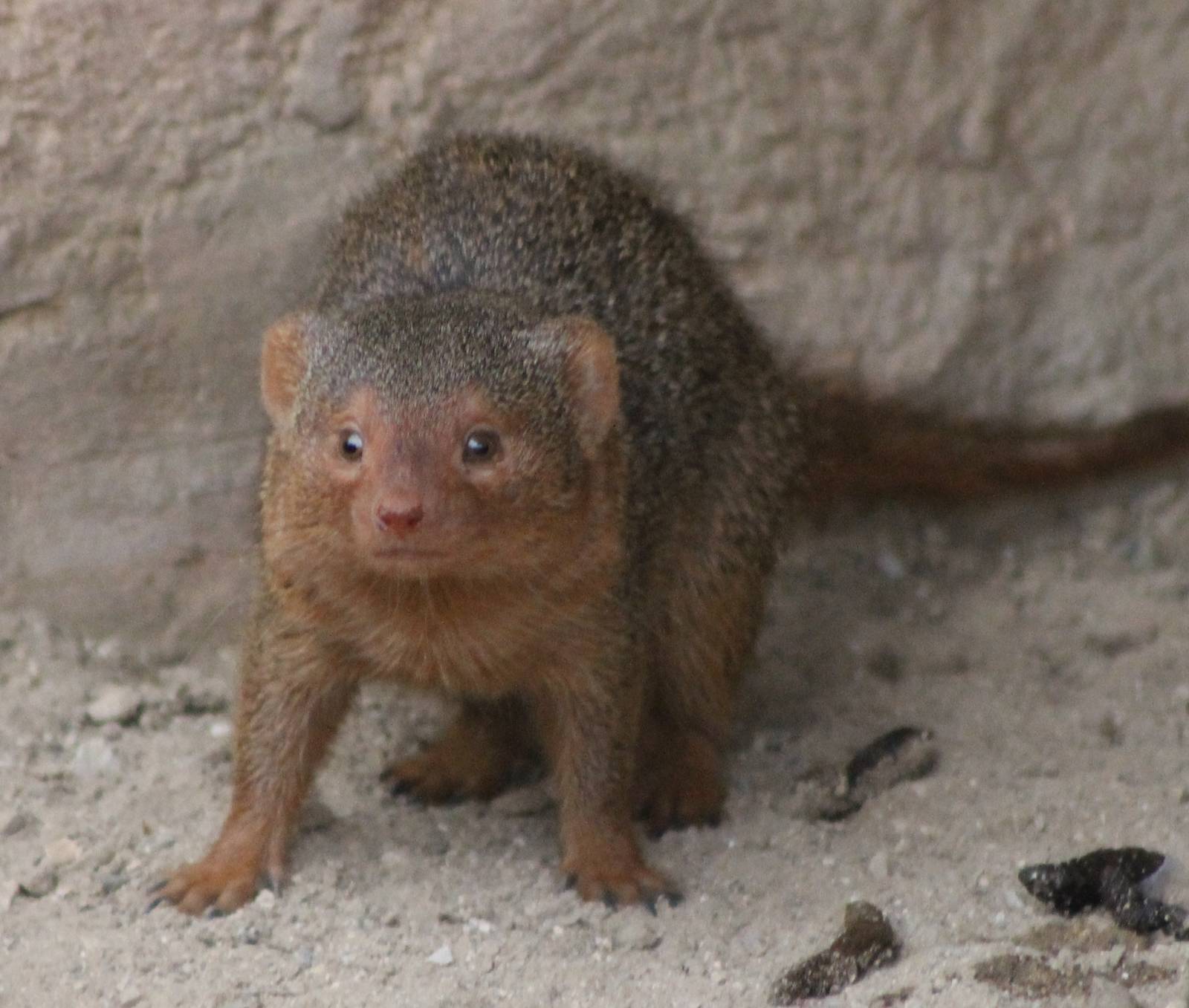 Dwarf mongoose