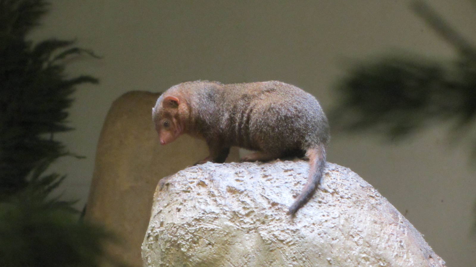 Dwarf Mongoose