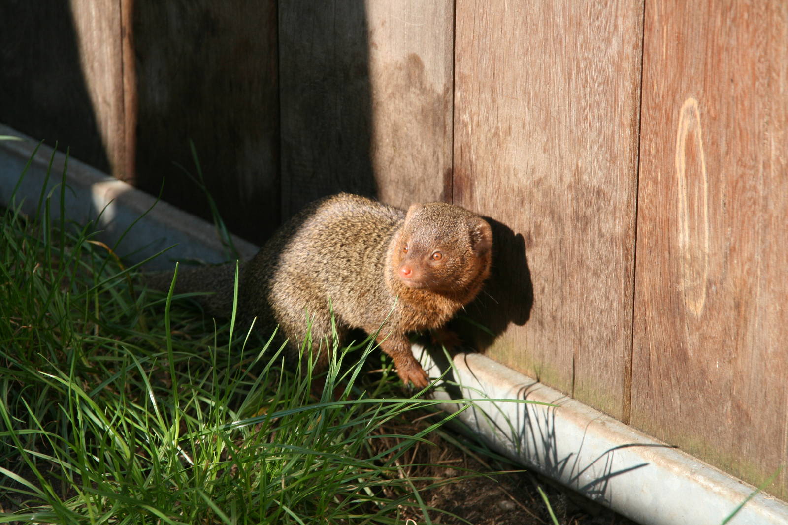 dwarf mongoose