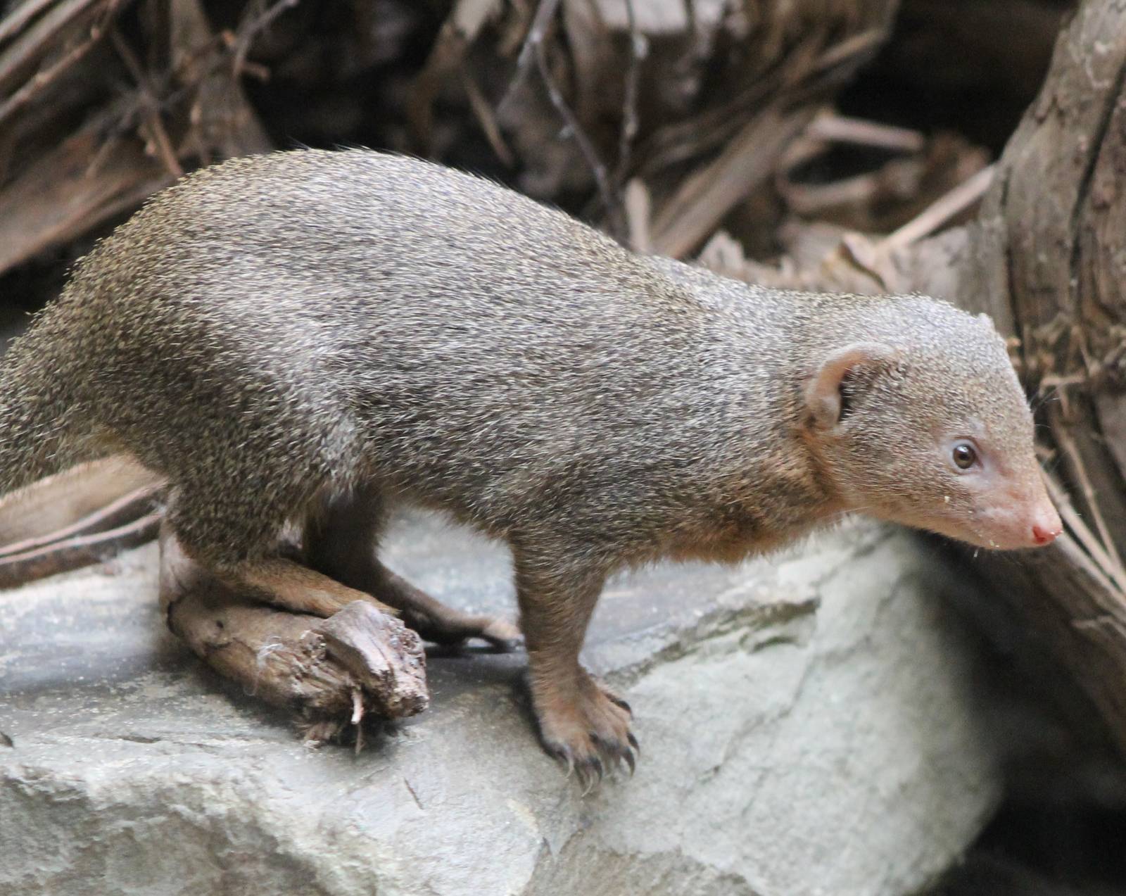 Dwarf mongoose