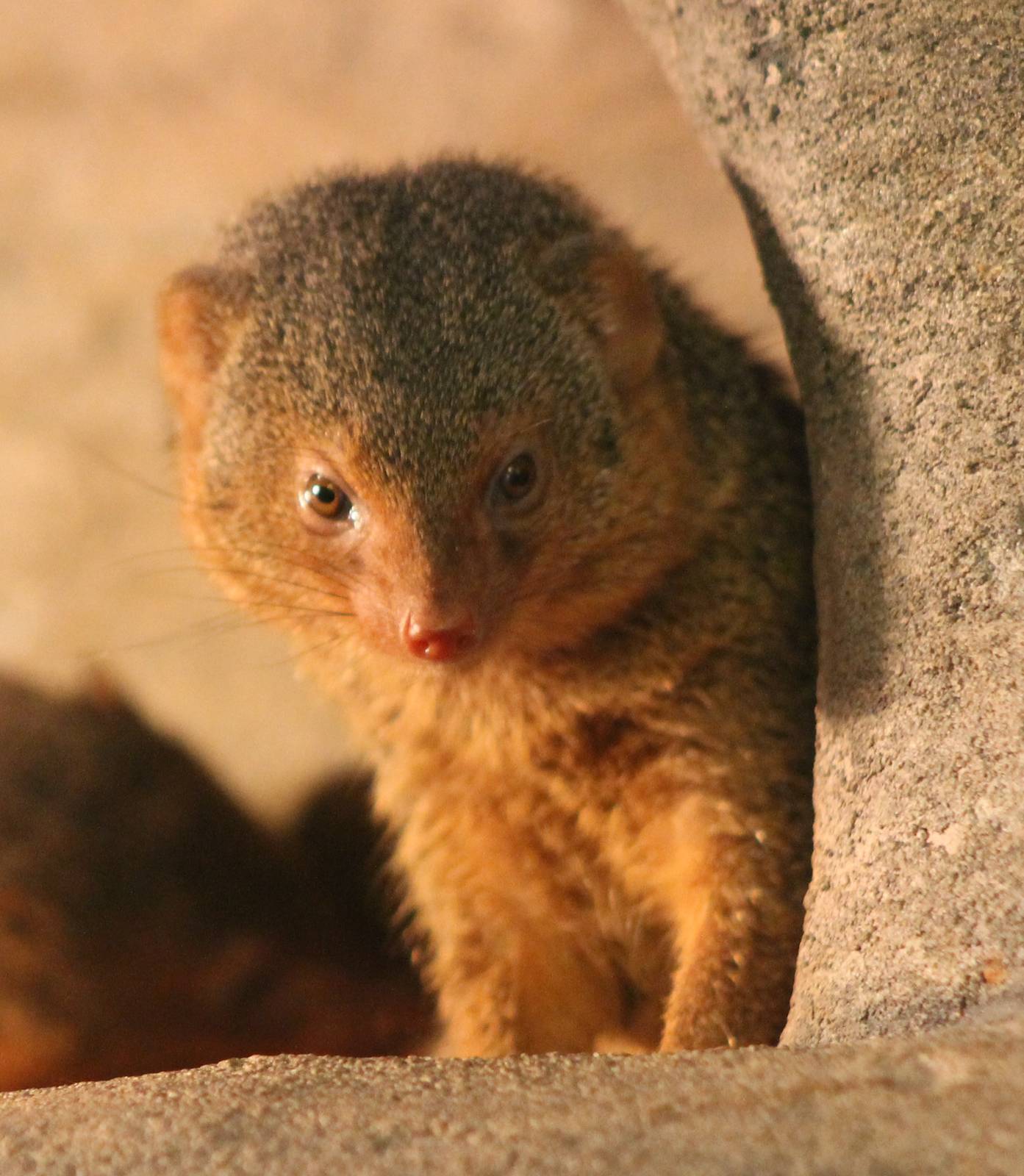 Dwarf mongoose
