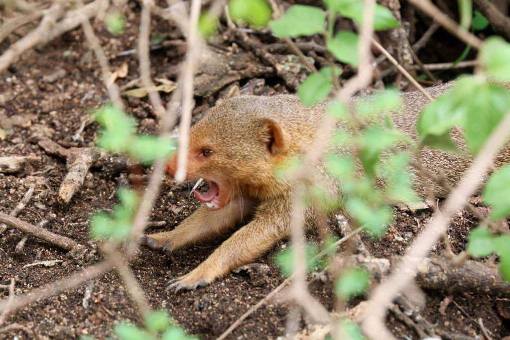 Dwarf Mongoose