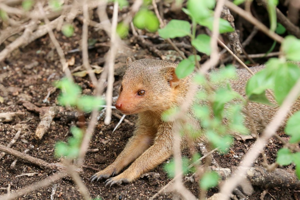 Dwarf Mongoose