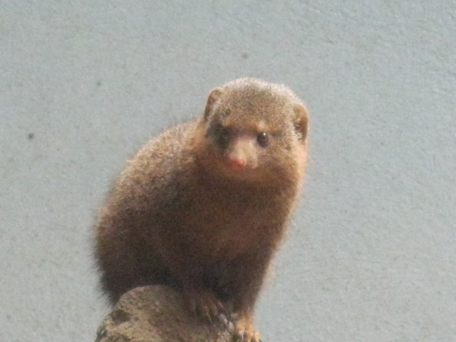 Dwarf Mongoose