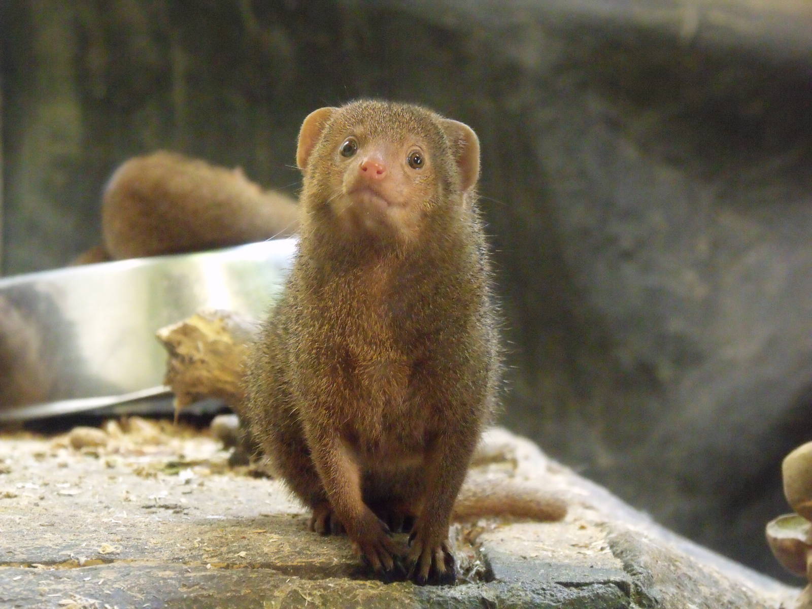 Dwarf Mongoose
