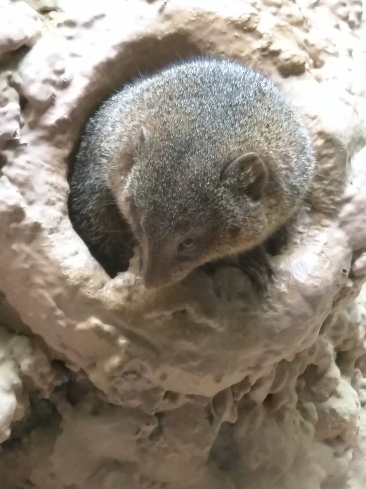 Dwarf Mongoose
