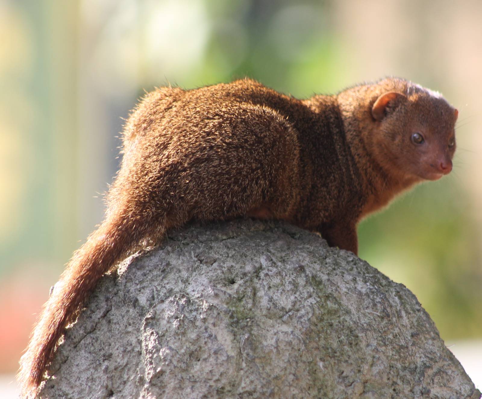 Dwarf mongoose