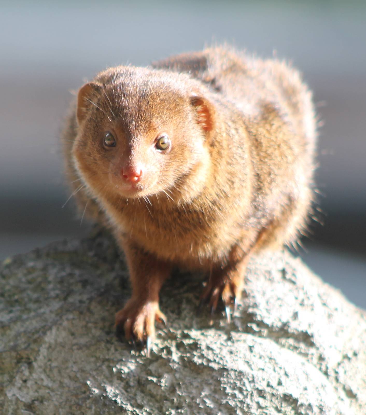 Dwarf mongoose