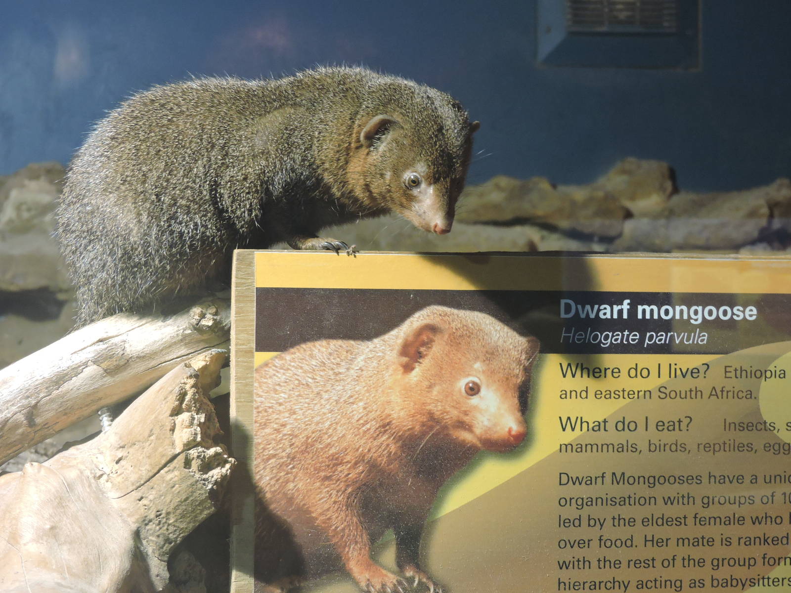 Dwarf Mongoose