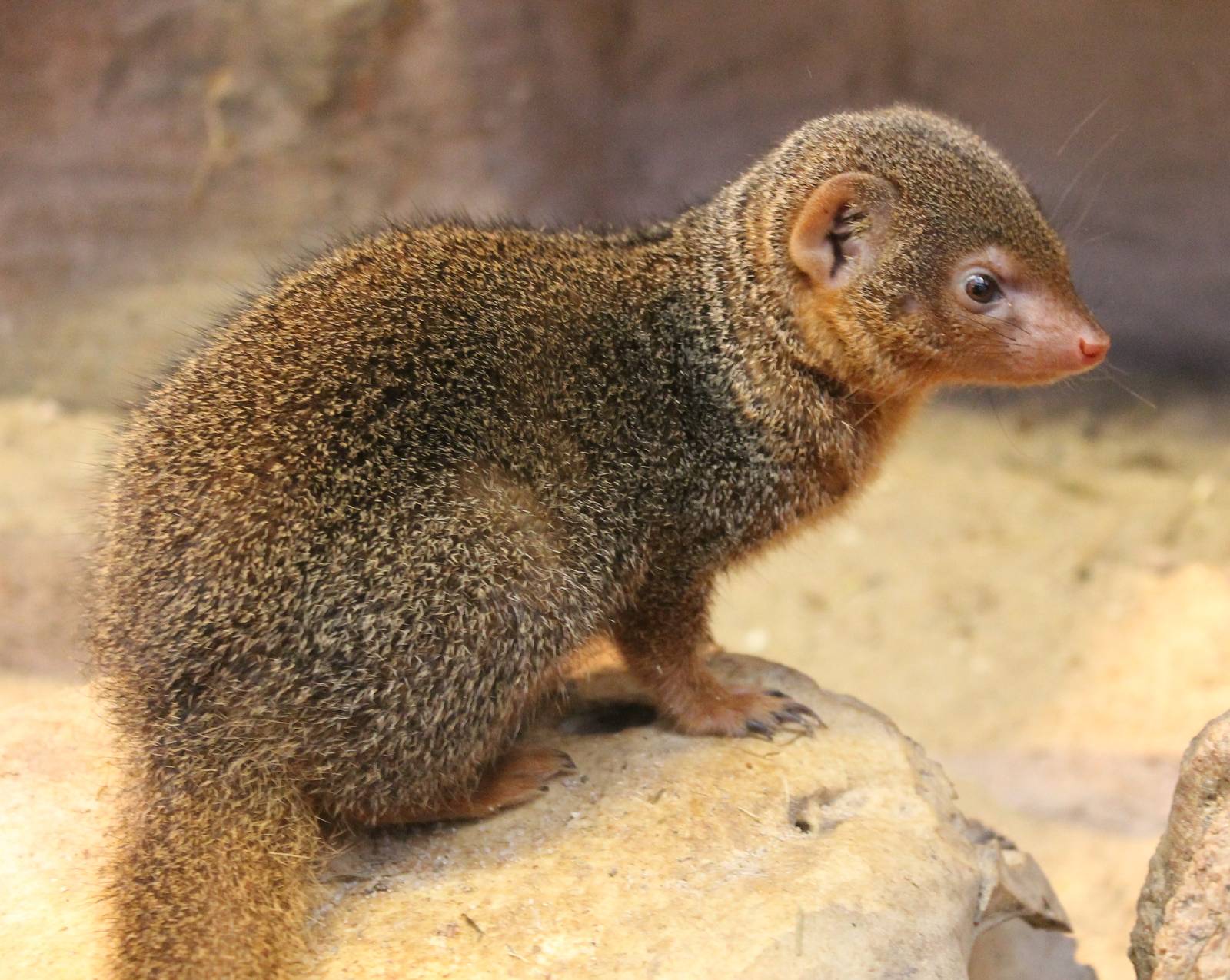 Dwarf mongoose