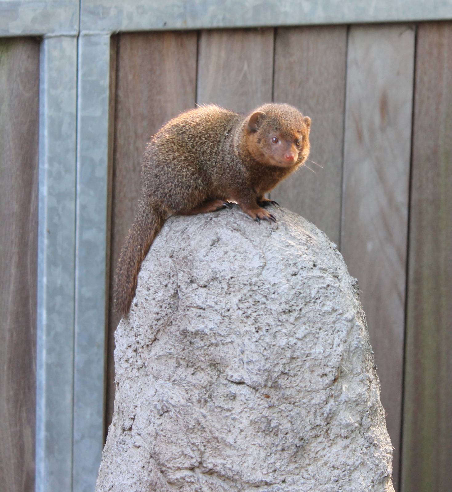 Dwarf mongoose