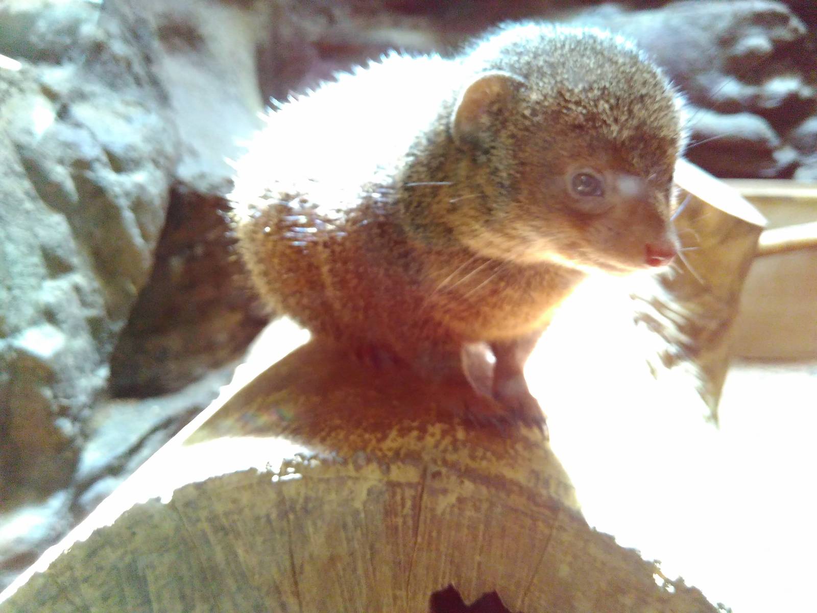 Dwarf mongoose
